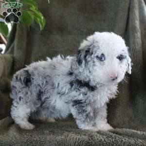 Bruce, Miniature Poodle Puppy
